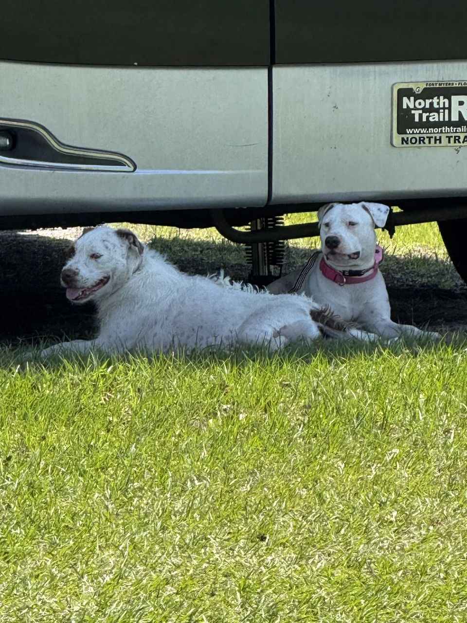 Daisy resting in the grass beside a canine friend
