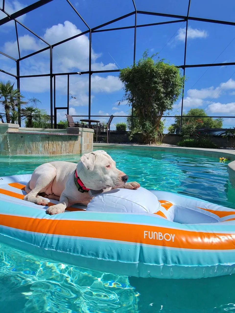 Daisy relaxing on a colorful float in a swimming pool