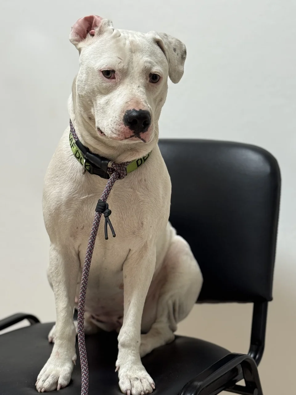 Daisy, a white dog, sitting on a chair