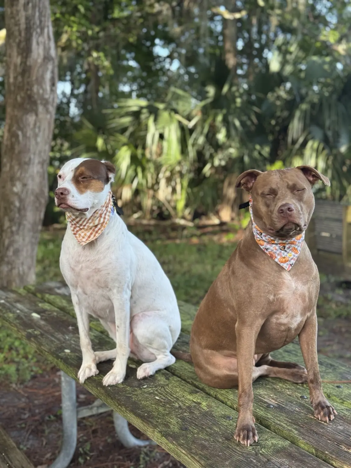 Twix and Brownie, the dogs who inspired Spoil A Stray
